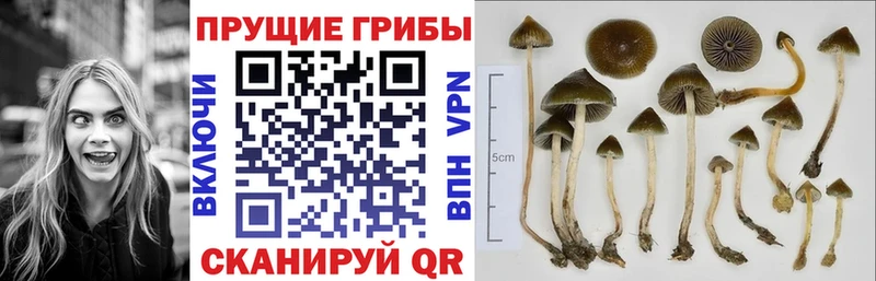 Псилоцибиновые грибы Psilocybine cubensis  Купить где  Валуйки 